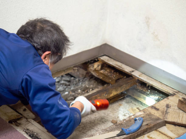 Best Toxic Mold Removal  in Ransom Canyon, TX