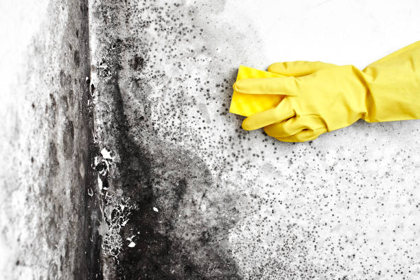 Best Professional Mold Removal  in Ransom Canyon, TX