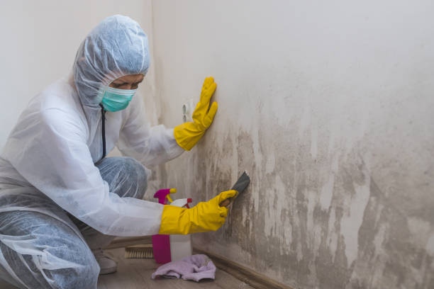 Best Same-Day Mold Removal  in Ransom Canyon, TX