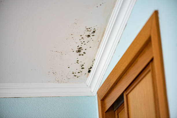 Best Water Damage Restoration  in Ransom Canyon, TX
