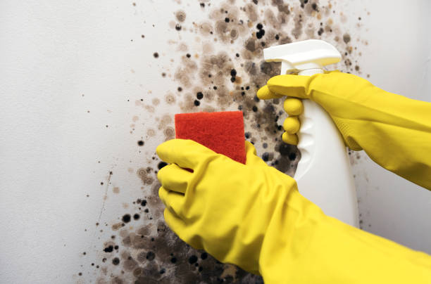 Best Best Mold Removal Companies  in Ransom Canyon, TX