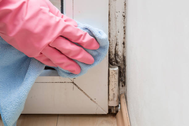 Ransom Canyon, TX Mold Removal Company